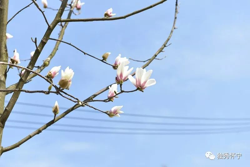又到海螺望春花期，踏青赏花的可以约起了～