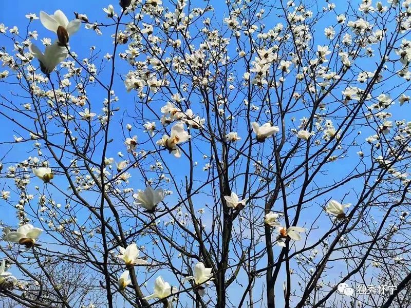 又到海螺望春花期，踏青赏花的可以约起了～