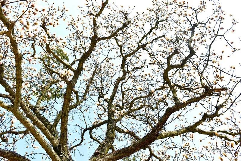 又到海螺望春花期，踏青赏花的可以约起了～