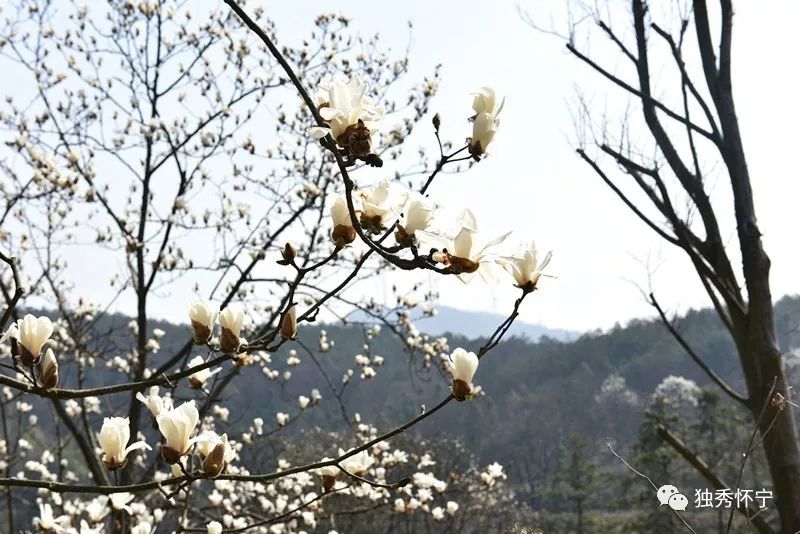 又到海螺望春花期，踏青赏花的可以约起了～