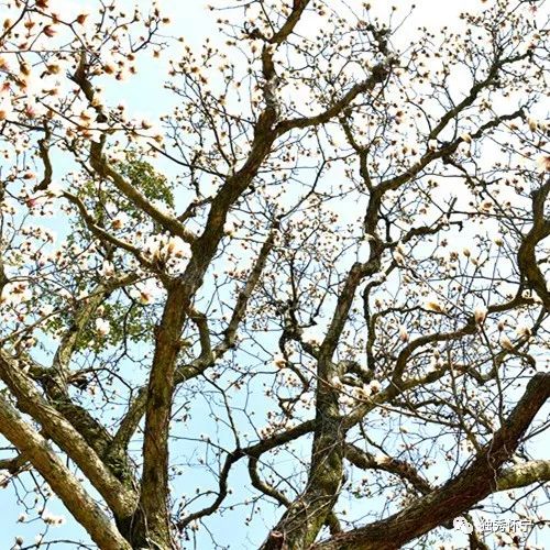 又到海螺望春花期，踏青赏花的可以约起了～