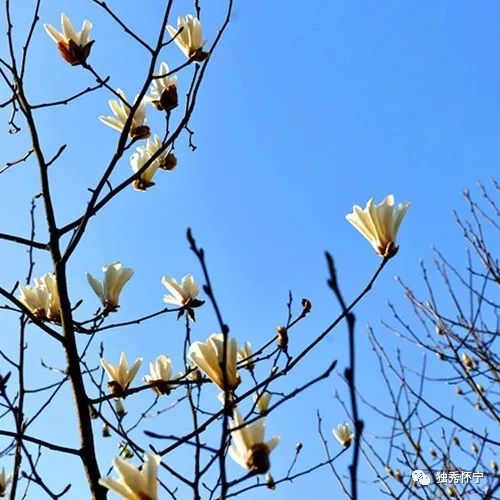 又到海螺望春花期，踏青赏花的可以约起了～