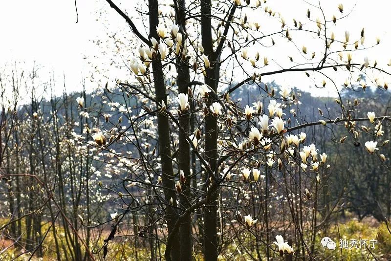 又到海螺望春花期，踏青赏花的可以约起了～