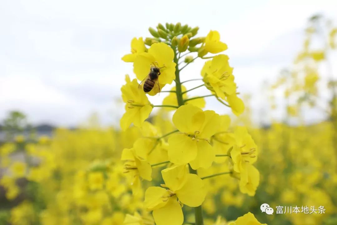 深渡镇旁边拍油菜花最佳位置在哪,深坡花海
