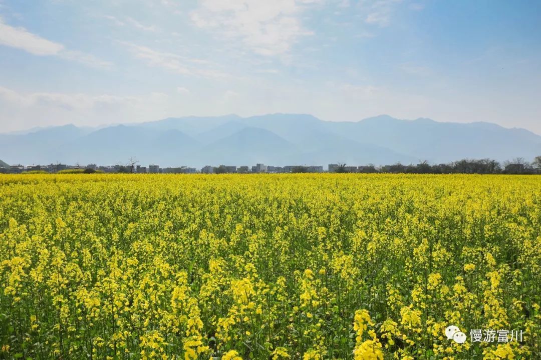 深渡镇旁边拍油菜花最佳位置在哪,深坡花海