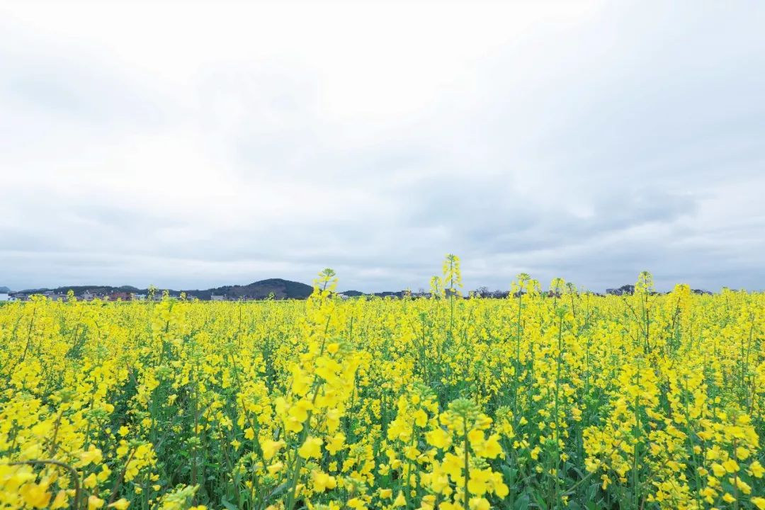 深渡镇旁边拍油菜花最佳位置在哪,深坡花海