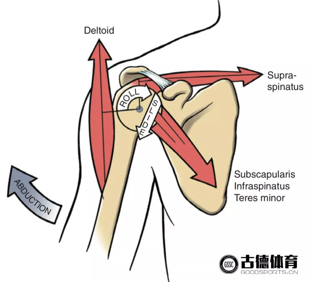 冈上肌放松的正确方法,冈上肌按摩手法