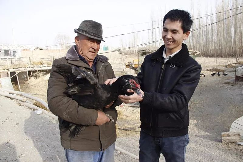 和静县肉鸽养殖基地,和静养殖基地