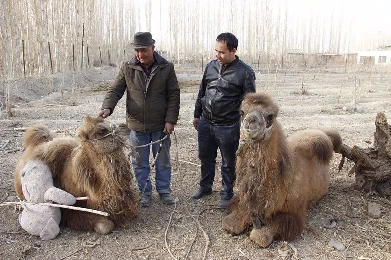 和静县肉鸽养殖基地,和静养殖基地