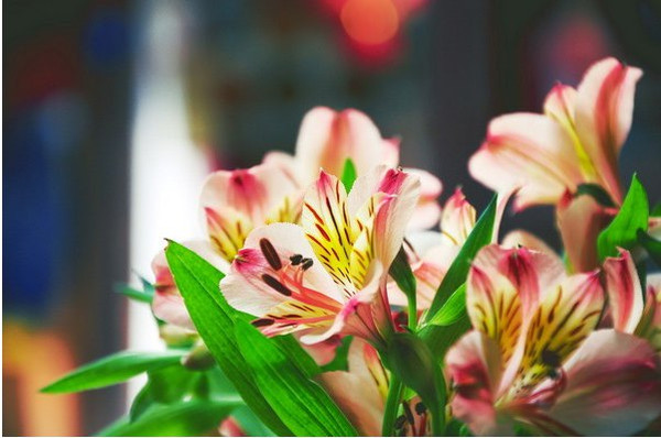 丽江5月中旬雨季,丽江雨季是什么月份