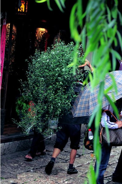 丽江5月中旬雨季,丽江雨季是什么月份
