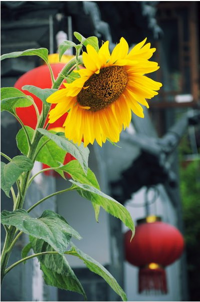 丽江5月中旬雨季,丽江雨季是什么月份