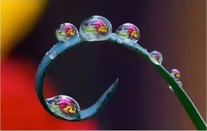 水中花，美翻了！