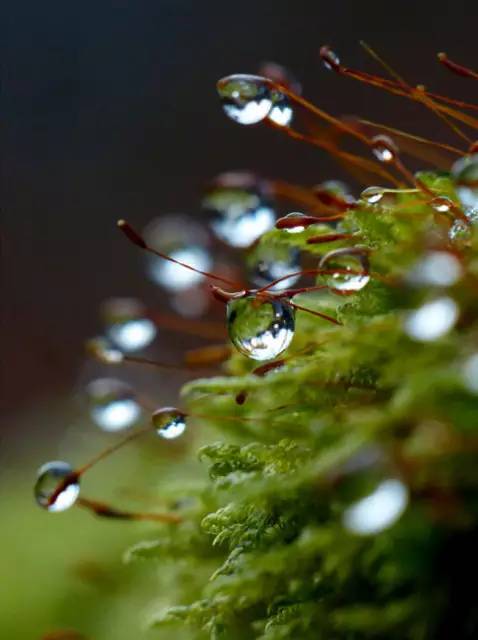 水中花，美翻了！