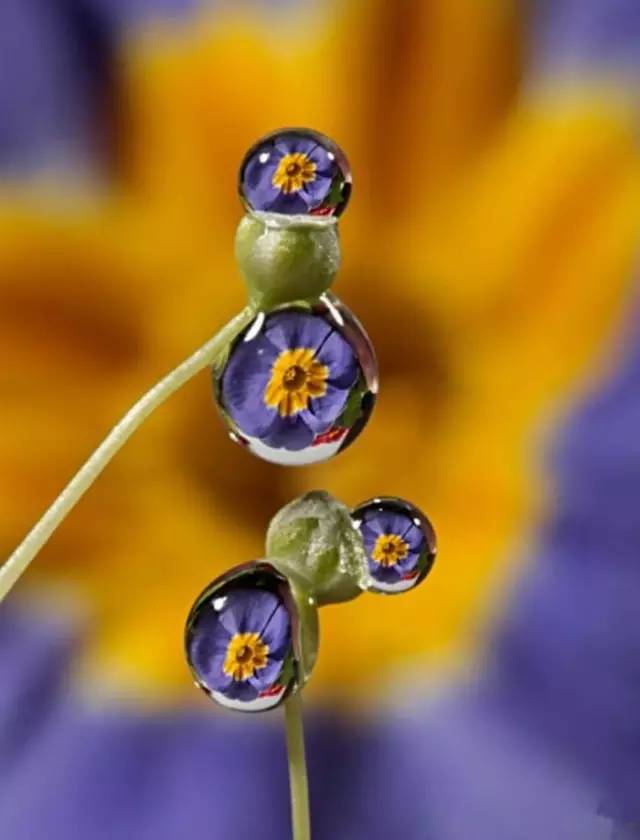 水中花，美翻了！