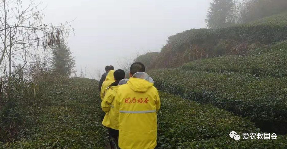 干旱天气对茶叶的影响,高温干旱对茶树的影响