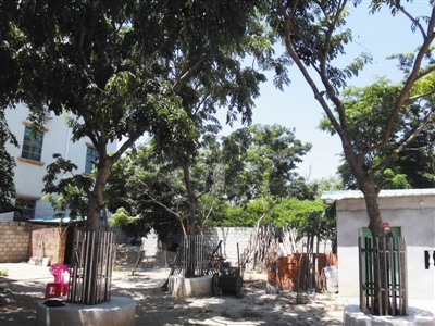 降香黄檀多少钱一克,降香黄檀有哪些品种