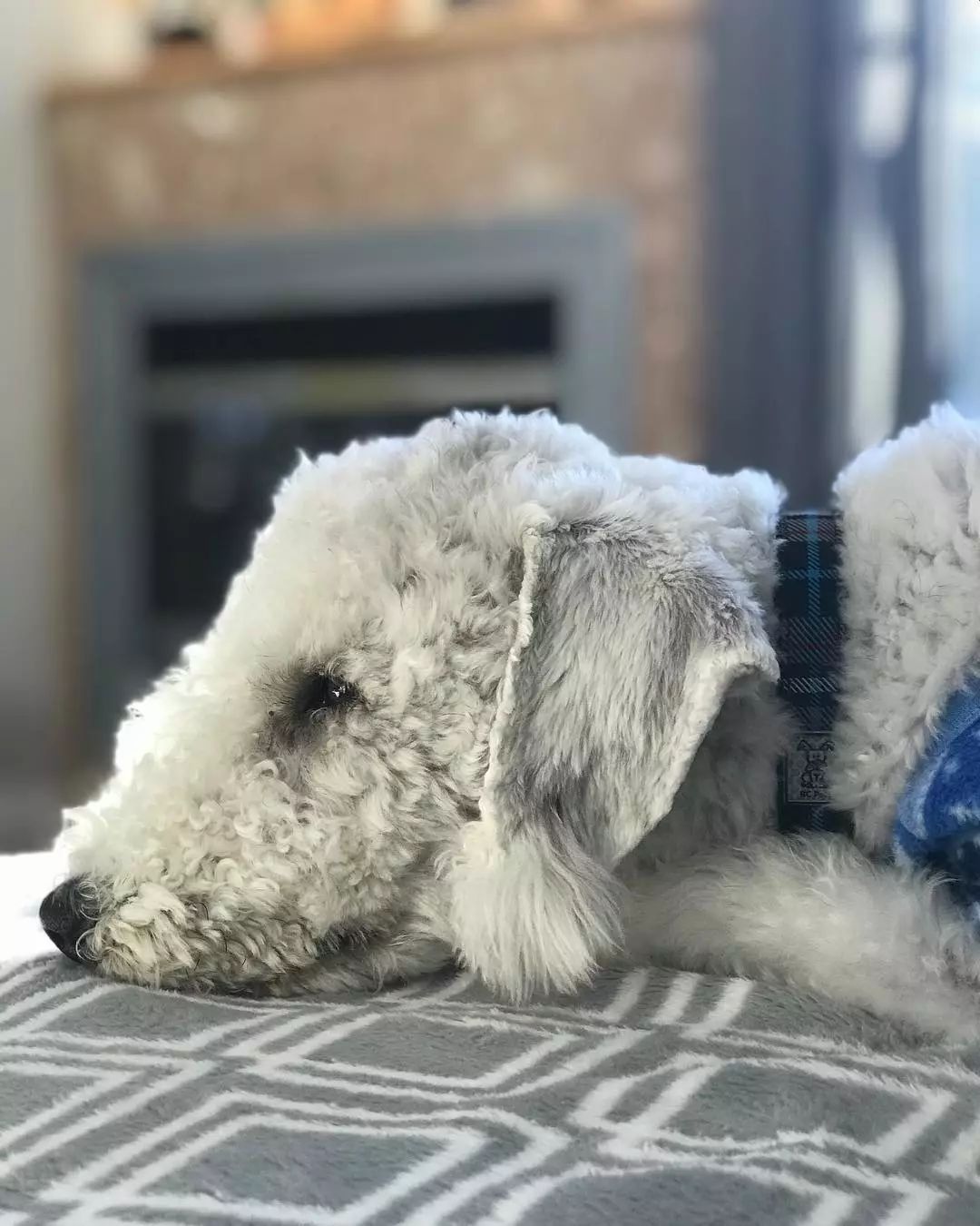 除了长得像绵羊之外，这种狗还另类得可怕！|犬种