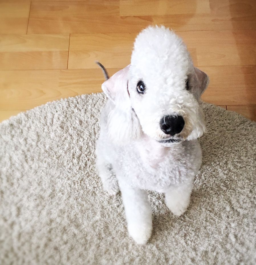 除了长得像绵羊之外，这种狗还另类得可怕！|犬种