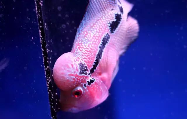 为什么新鱼入缸总是会死鱼,新买的鱼入缸身上有气泡怎么回事