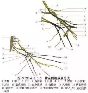 臂丛神经损伤诊治进展,臂丛神经损伤的民间偏方