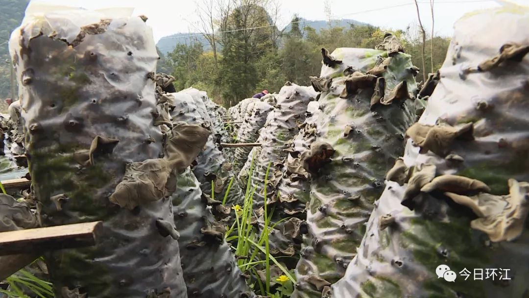 环江养殖什么最挣钱,河池环江香猪致富经