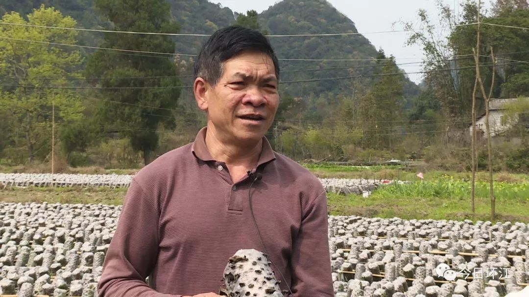 环江养殖什么最挣钱,河池环江香猪致富经