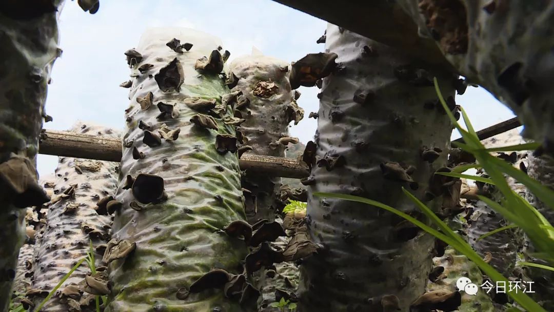 环江养殖什么最挣钱,河池环江香猪致富经