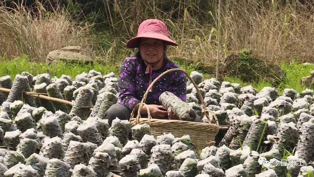 环江养殖什么最挣钱,河池环江香猪致富经