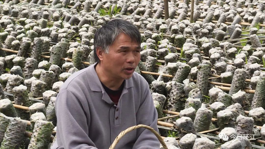 环江养殖什么最挣钱,河池环江香猪致富经