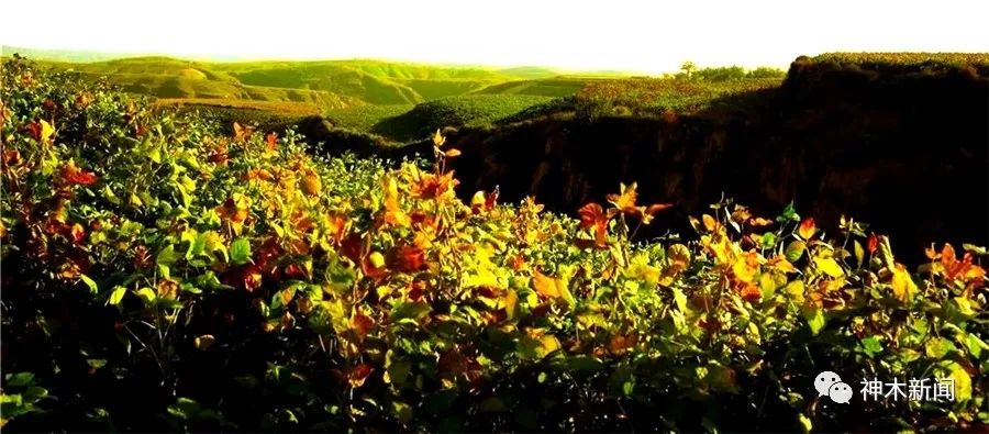 【厉害】神木黑豆“靓装”走向全国!