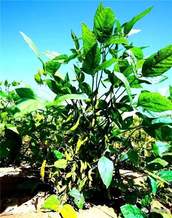 【厉害】神木黑豆“靓装”走向全国!