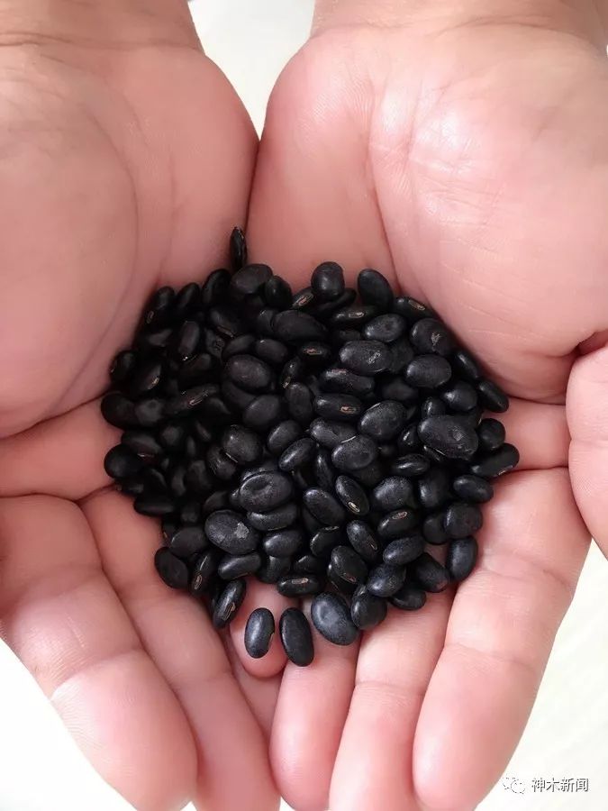 【厉害】神木黑豆“靓装”走向全国!
