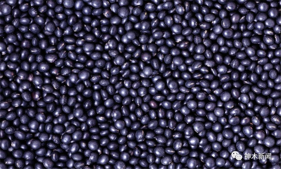 【厉害】神木黑豆“靓装”走向全国!