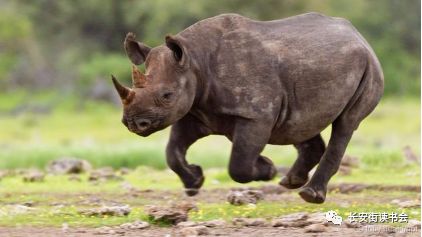 好书推荐巴黎圣母院,米歇尔沃克警惕灰犀牛风险