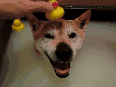 “嫁人不嫁苏明哲、养老不养苏大强”，但吃斑鱼火锅一定要来丽江龙继斑鱼庄！