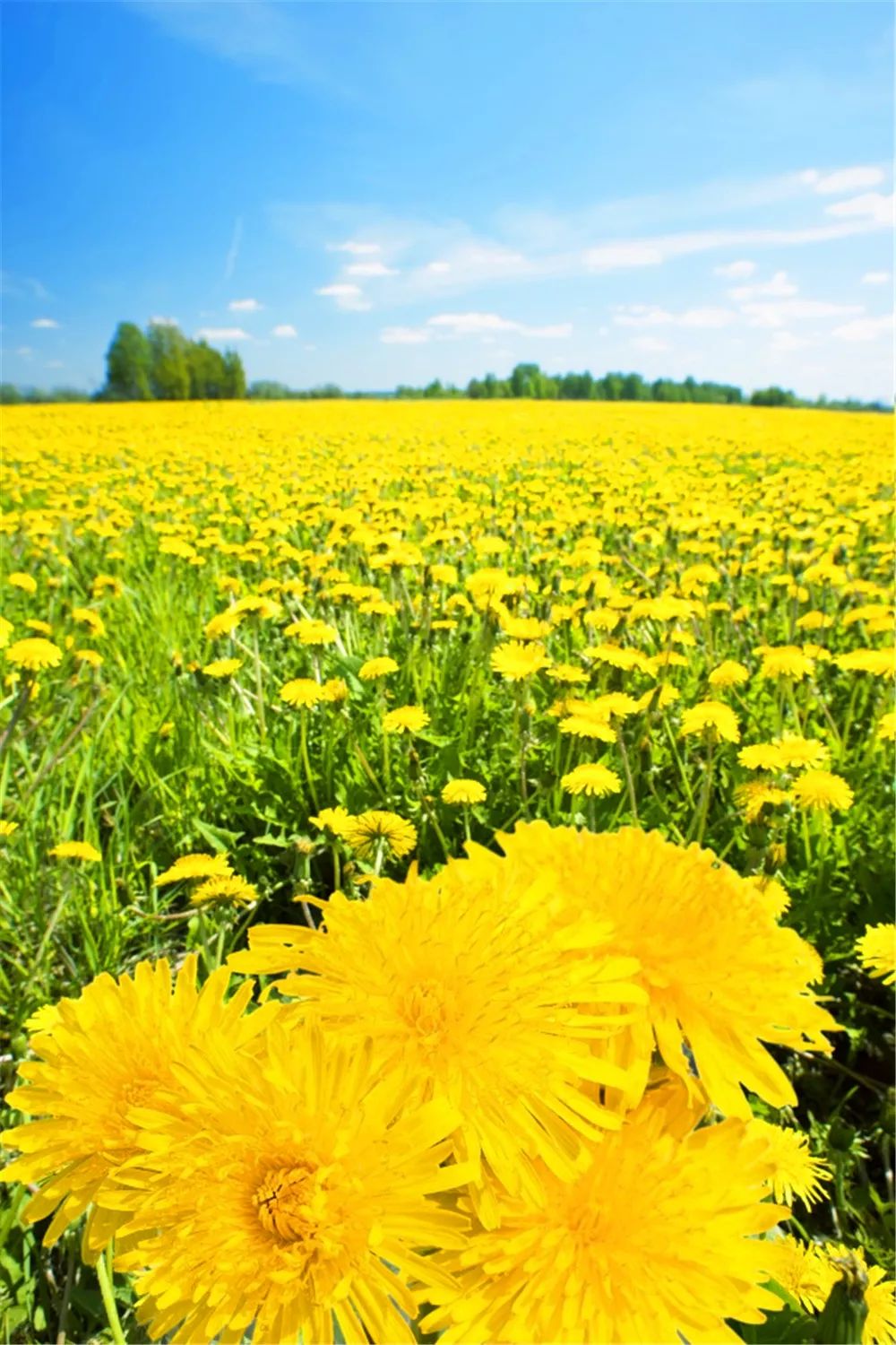 景观花海攻略,花海踏春旅游景点