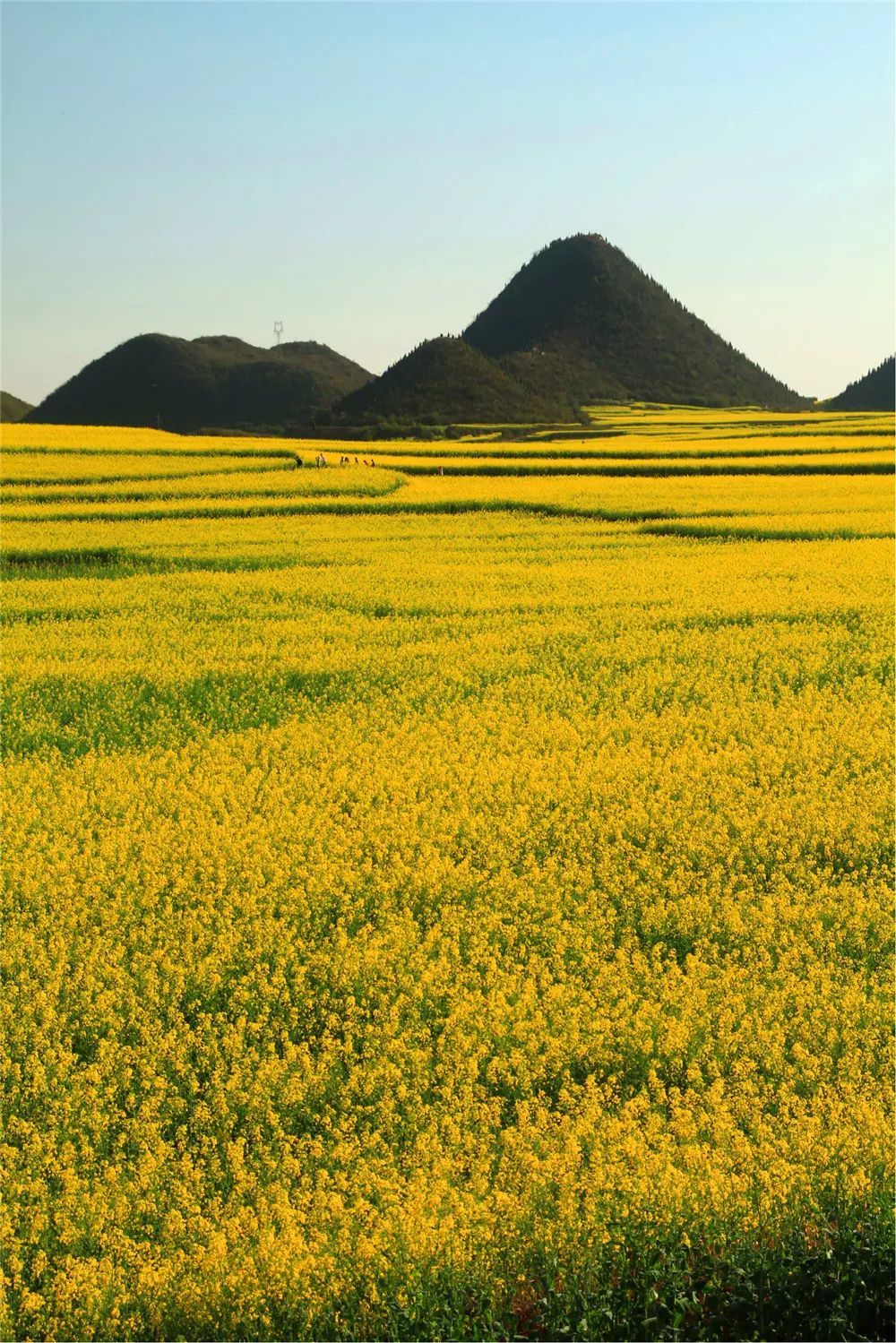 景观花海攻略,花海踏春旅游景点