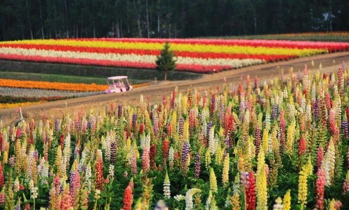 景观花海攻略,花海踏春旅游景点