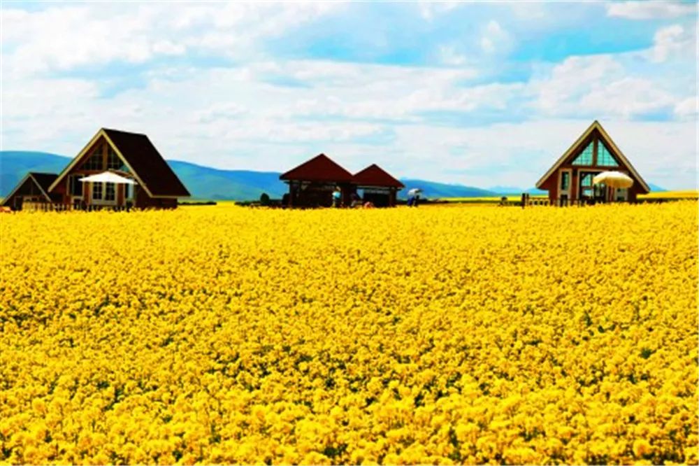 景观花海攻略,花海踏春旅游景点