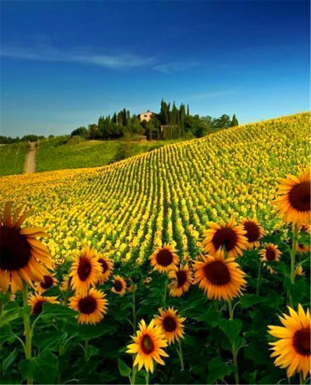 景观花海攻略,花海踏春旅游景点