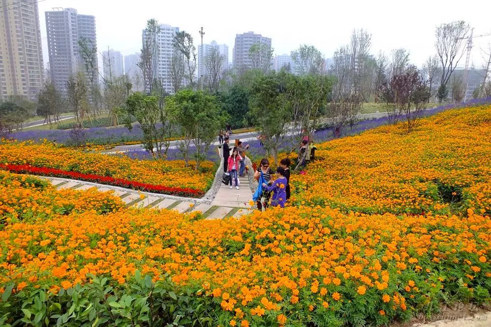景观花海攻略,花海踏春旅游景点