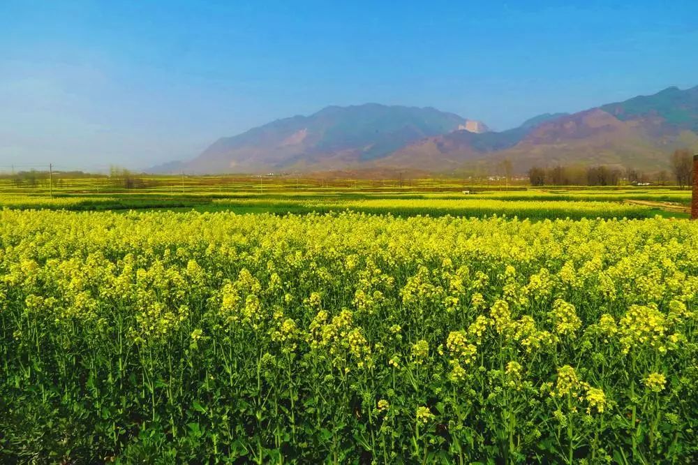 景观花海攻略,花海踏春旅游景点