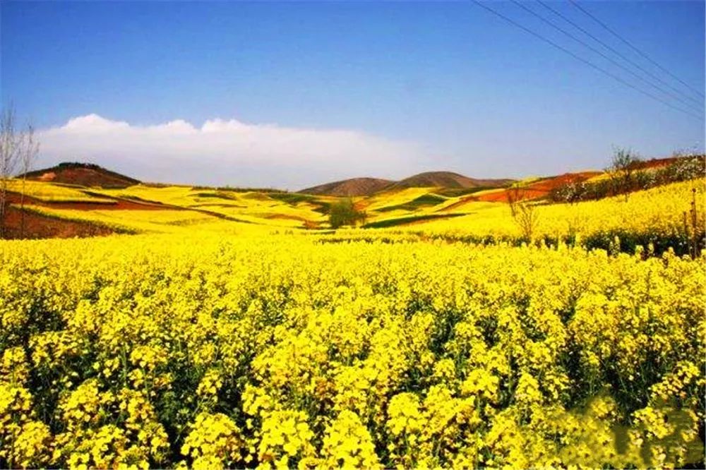 景观花海攻略,花海踏春旅游景点