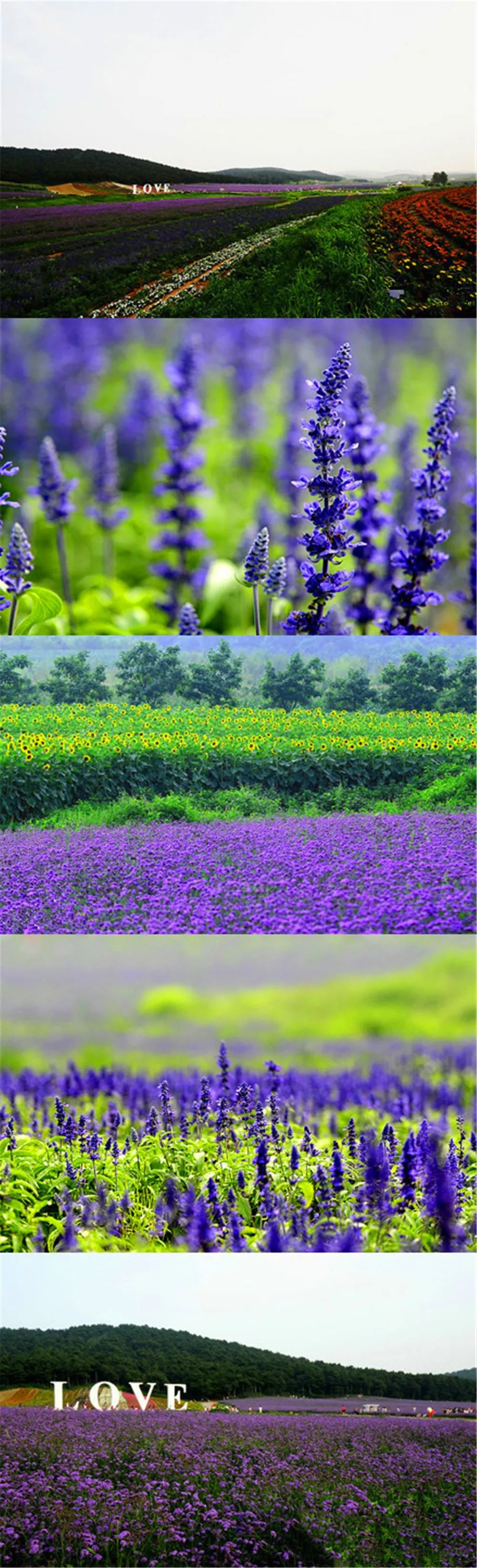 景观花海攻略,花海踏春旅游景点