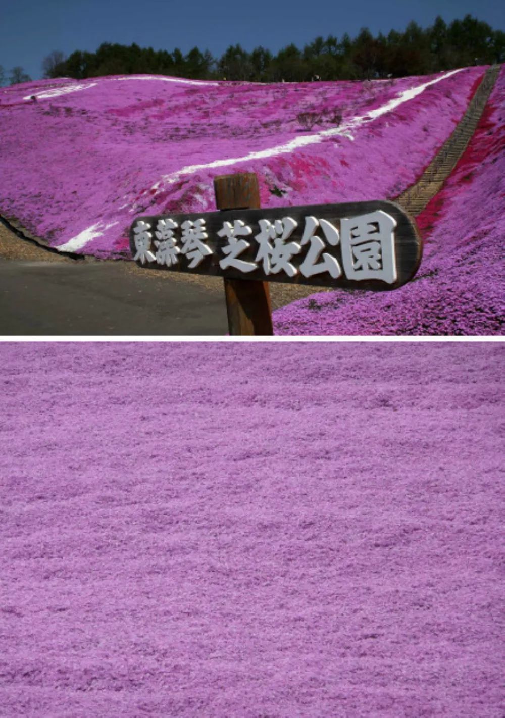 景观花海攻略,花海踏春旅游景点