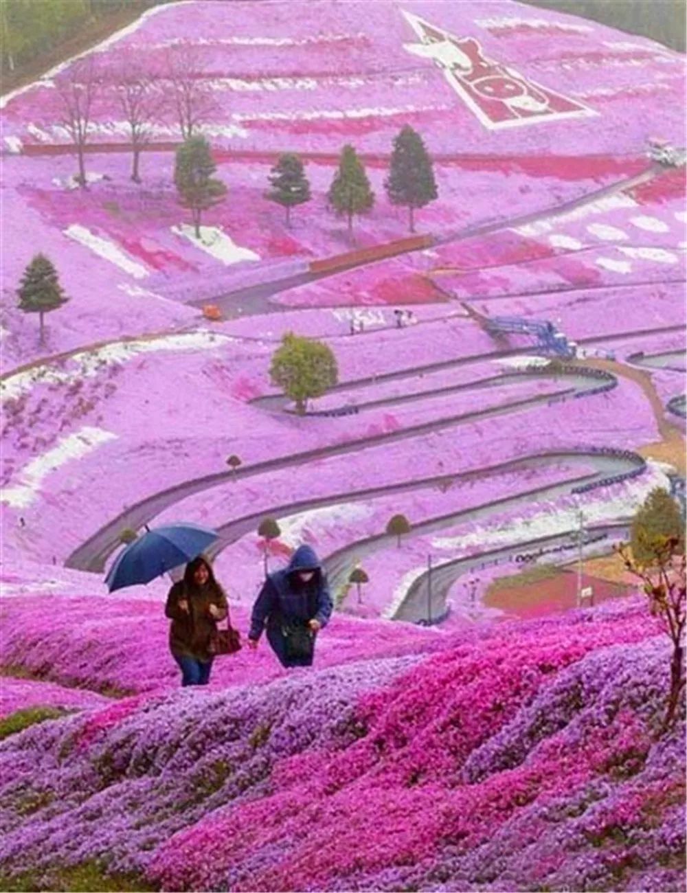 景观花海攻略,花海踏春旅游景点