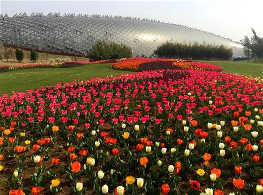 景观花海攻略,花海踏春旅游景点