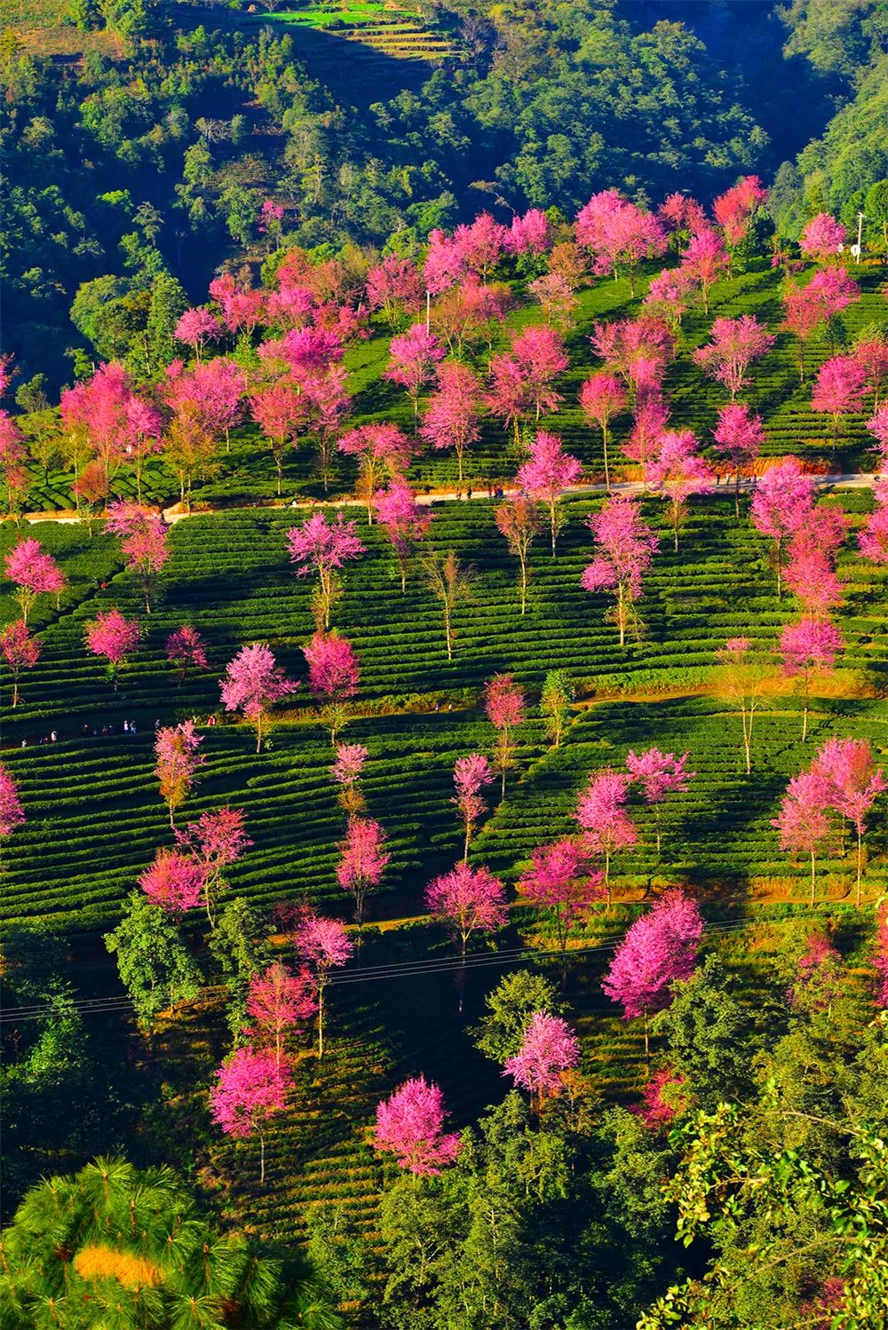 景观花海攻略,花海踏春旅游景点