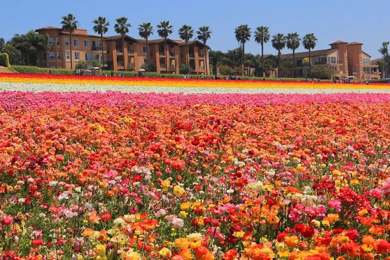 景观花海攻略,花海踏春旅游景点